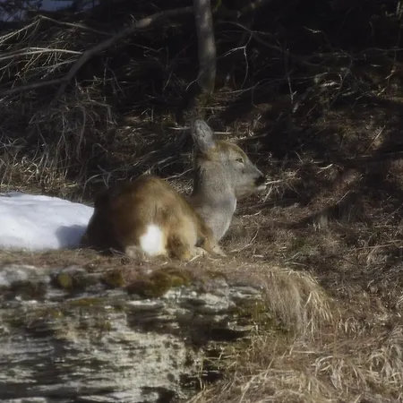 Apartment Fichtenheim Prägraten